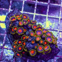 WYSIWYG Blowpop Zoa Colony