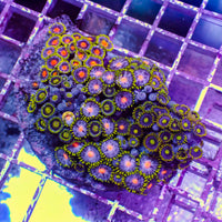 WYSIWYG Rainbow Zoa Combo Colony