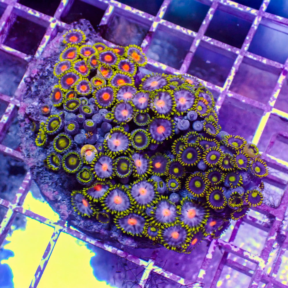 WYSIWYG Rainbow Zoa Combo Colony