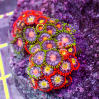 WYSIWYG Rainbow Zoa Combo Colony