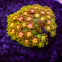 WYSIWYG Rainbow Hippie Dream Goniopora (1-2")