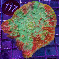 WYSIWYG Bloody Specter Chalice Colony (3-4")