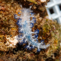 Blue Fingered Nudibranch
