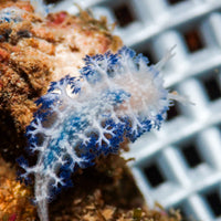 Blue Fingered Nudibranch
