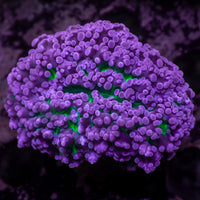 Aussie Purple Tip Green Mouth Frogspawn Wall Colony