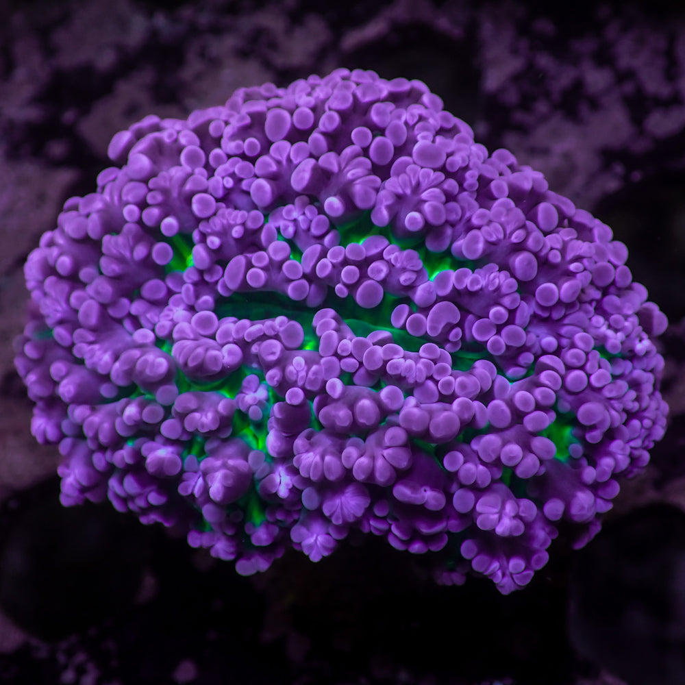 Aussie Purple Tip Green Mouth Frogspawn Wall Colony