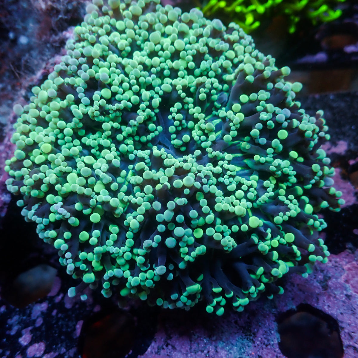 Aussie Mint/ Teal Tip Frogspawn Wall Colony - Corals Anonymous