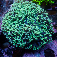 Aussie Mint/ Teal Tip Frogspawn Wall Colony