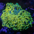 Aussie Golden Rainbow Frogspawn Wall Colony - Corals Anonymous
