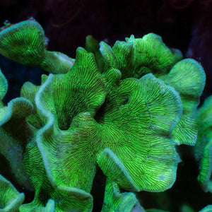 Green Cactus Pavona (1" Frag)