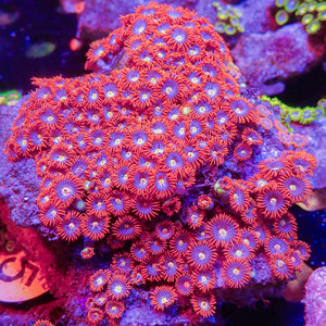 WYSIWYG Fire and Ice Multicolor Zoa Colony (150+ polyps)