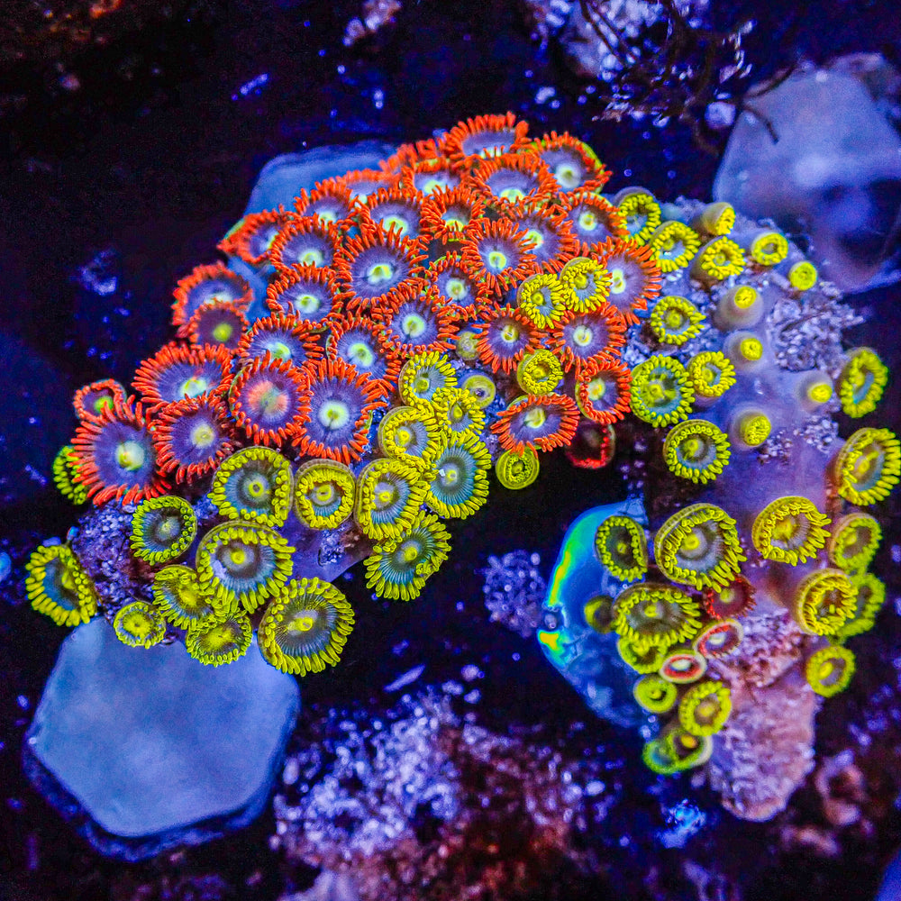WYSIWYG Ultra Solomon Islands Rainbow Zoa Combo Colony (80+ polyps)