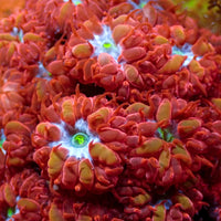 Blue Raven Blastomussa merletti (3-5 Polyps)
