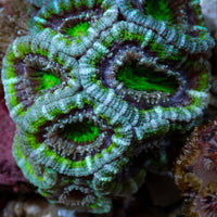 Alien Invader Acans (2-3 Polyps)