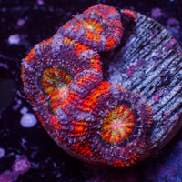 WYSIWYG Rainbow Cosmic Bomb Acans (3 Polyps)