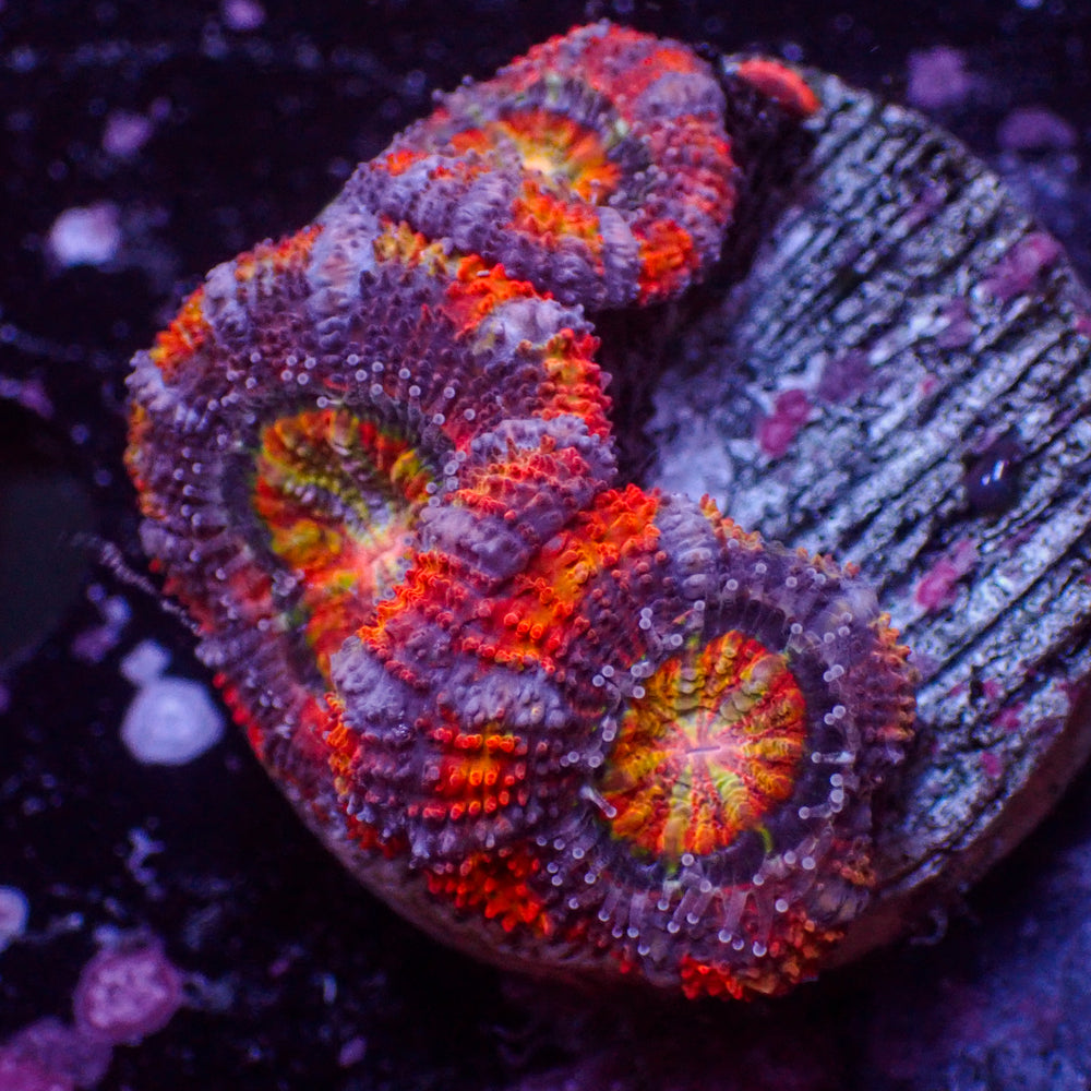 WYSIWYG Rainbow Cosmic Bomb Acans (3 Polyps)