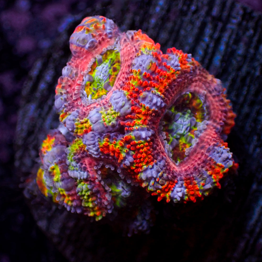 WYSIWYG Ultra Rainbow Pink Carnival Acan Colony (4 Polyps)