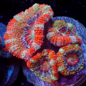 WYSIWYG Rainbow Pink Fantasy Acan Colony (4 Polyps)