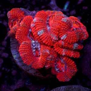 WYSIWYG Red Acan Colony (5 Polyps)