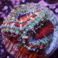 WYSIWYG Rainbow Frostbite Acan Colony (4 Polyps)