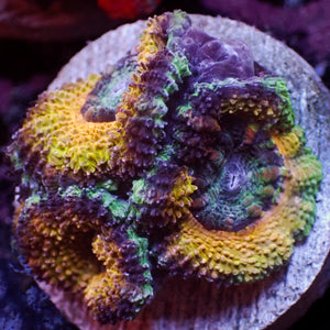 WYSIWYG Rainbow Golden Ring Acan Colony (5 Polyps)