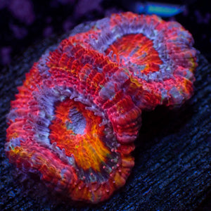 WYSIWYG Rainbow Pink Fusion Acans (2 Polyps)