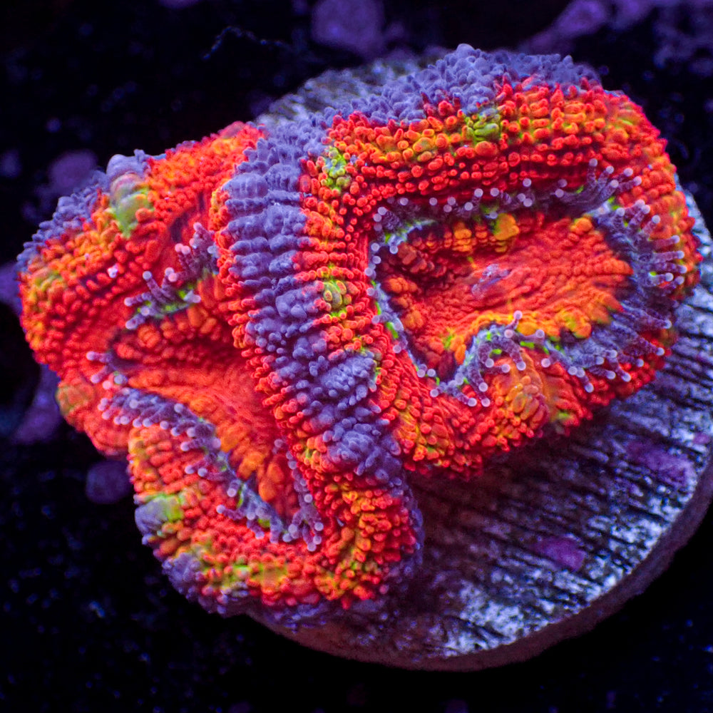 WYSIWYG Rainbow Inferno Flare Acans (2 Polyps)