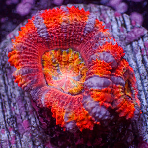 WYSIWYG Rainbow Cosmic Bomb Acans (2 Polyps)