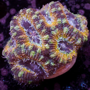 WYSIWYG Celestial Ring Acans (6 Polyps)