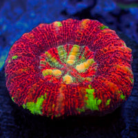 WYSIWYG Aussie Multicolor Lava Button Scoly (0.5-1.5”)