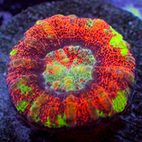 WYSIWYG Aussie Multicolor Lava Button Scoly (0.5-1.5”)