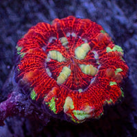 WYSIWYG Aussie Multicolor Lava Button Scoly (0.5-1.5”)