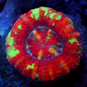 WYSIWYG Aussie Multicolor Lava Button Scoly (0.5-1.5”)