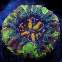 WYSIWYG Aussie Multicolor Button Scoly (0.5-1")