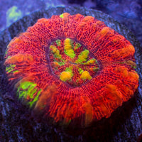 WYSIWYG Aussie Multicolor Lava Button Scoly (0.5-1.5”)