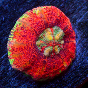 WYSIWYG Aussie Multicolor Lava Button Scoly (0.5-1.5”)