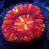 WYSIWYG Aussie Lava Button Scoly (0.5-1”)