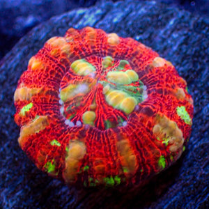 WYSIWYG Aussie Multicolor Lava Button Scoly (0.5-1.5”)