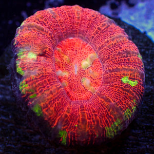 WYSIWYG Aussie Lava Button Scoly (0.5-1”)