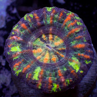 WYSIWYG Aussie Multicolor Button Scoly (0.5-1")