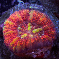 WYSIWYG Aussie Lava Button Scoly (0.5-1”)