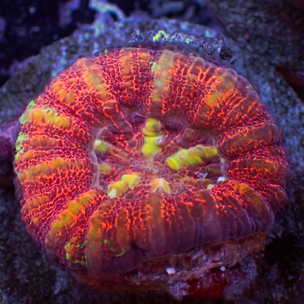 WYSIWYG Aussie Lava Button Scoly (0.5-1”)