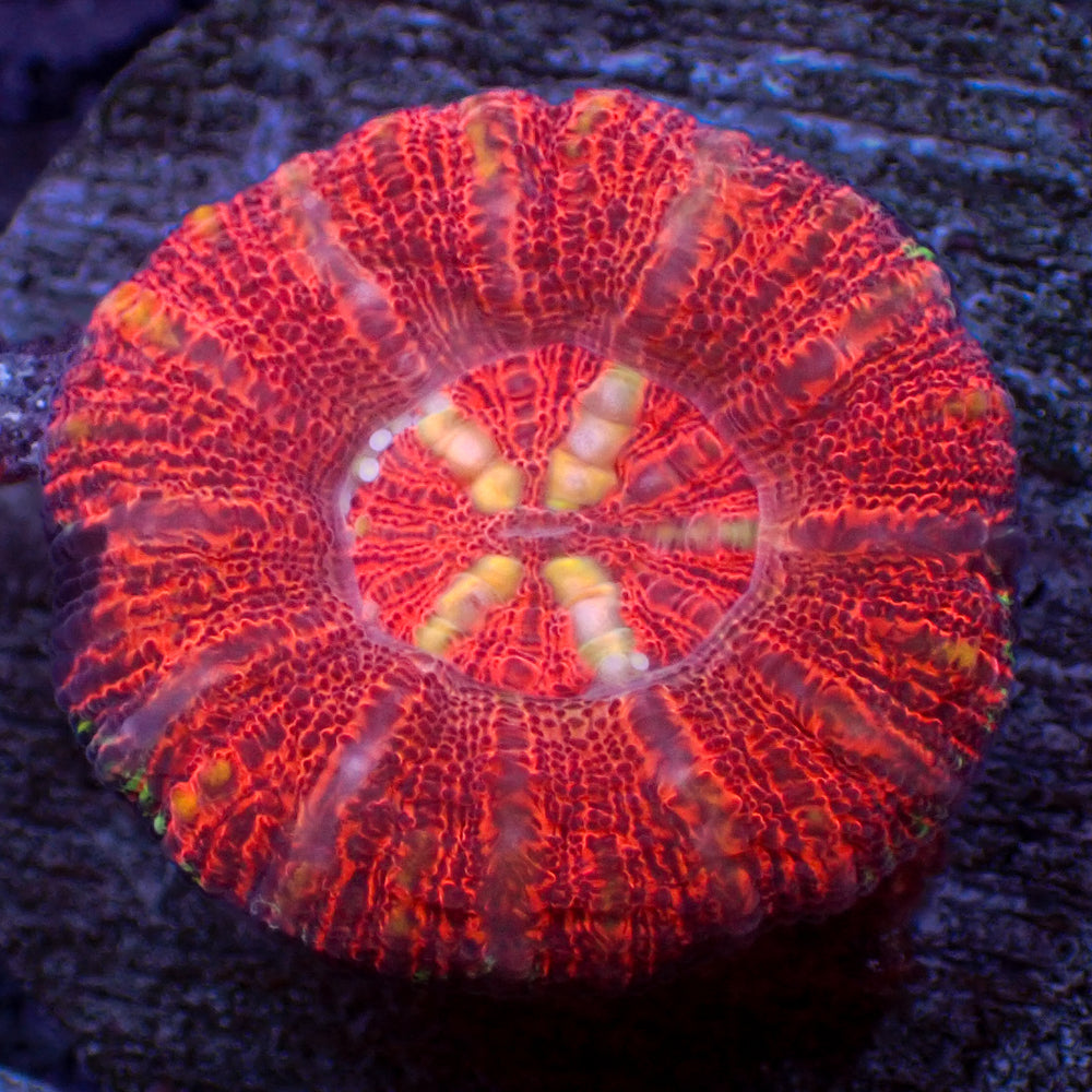 WYSIWYG Aussie Lava Button Scoly (0.5-1”)