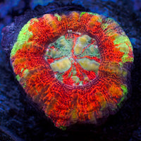 WYSIWYG Aussie Multicolor Lava Button Scoly (0.5-1.5”)