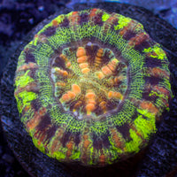 WYSIWYG Aussie Multicolor Button Scoly (0.5-1")