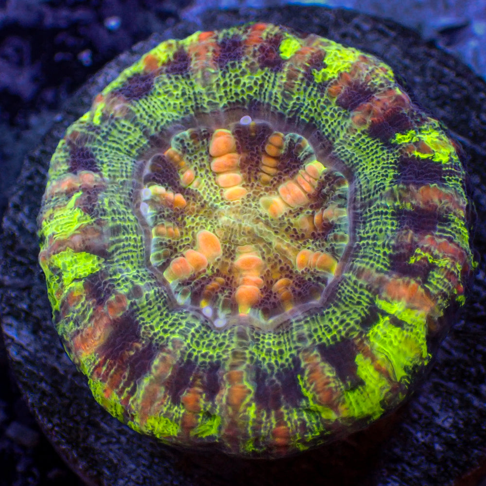 WYSIWYG Aussie Multicolor Button Scoly (0.5-1