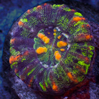 WYSIWYG Aussie Multicolor Button Scoly (0.5-1")