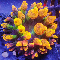 ECC Chicago Sunburst Bubble Tip Anemone (1.5-2.5")
