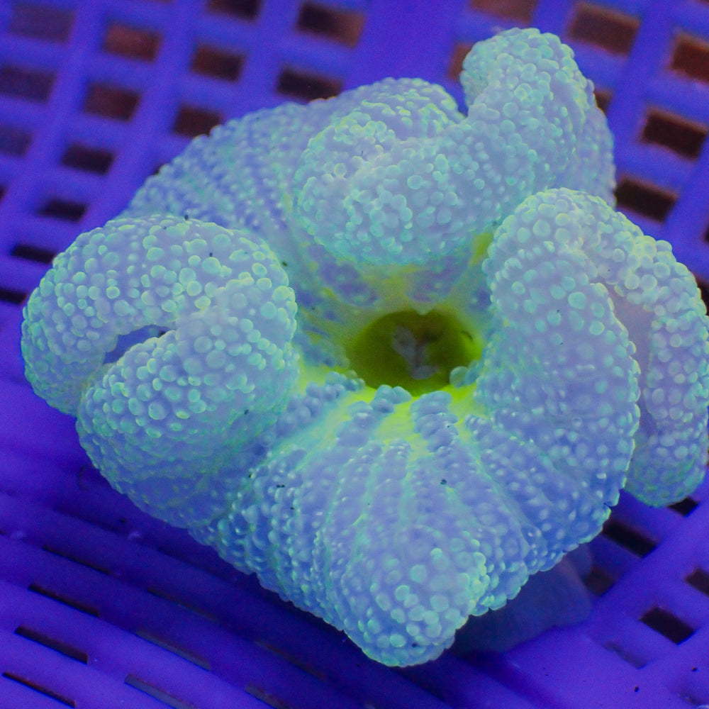 WYSIWYG Mint Neon Haddoni Carpet Anemone (3-4”)