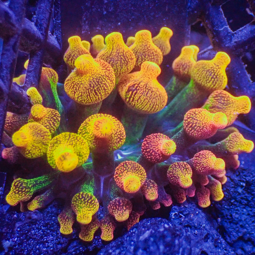 ECC Chicago Sunburst Bubble Tip Anemone (1.5-2.5